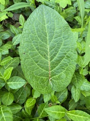 Rumex