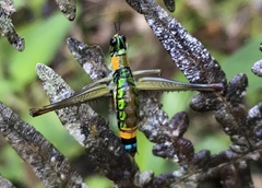 Paramastax rosenbergi