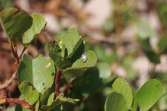 Aspidimorpha puncticosta