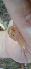 Sheldoniinae