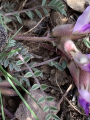 Astragalus argophyllus martinii
