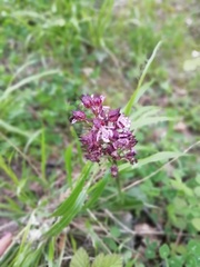 Orchis purpurea