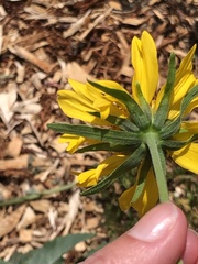 Verbesina encelioides