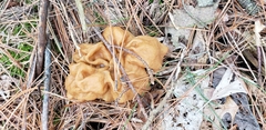 Gyromitra korfii