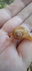 Sheldoniinae