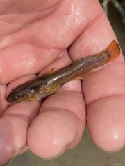 Noturus leptacanthus