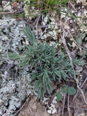 Camphorosma monspeliaca