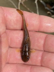 Noturus leptacanthus