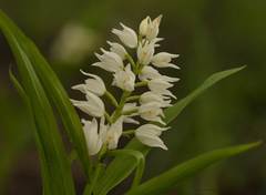 Cephalanthera longifolia image