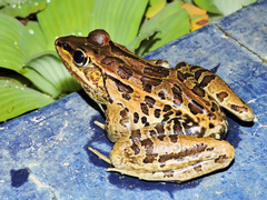 Lithobates magnaocularis
