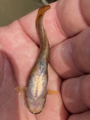 Noturus leptacanthus