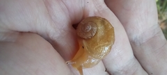 Sheldoniinae