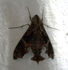 Nyceryx eximia