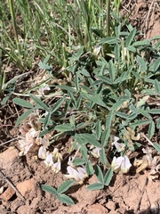 Trifolium gymnocarpon