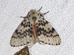 Lymantria antennata
