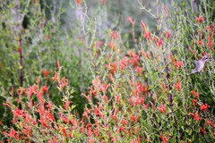 Anisacanthus quadrifidus wrightii
