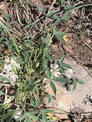 Trifolium gymnocarpon