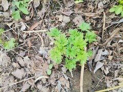 Leonurus quinquelobatus