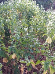 Hypoestes aristata alba