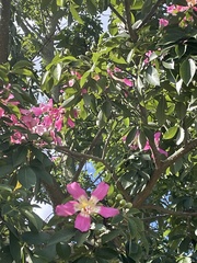 Ceiba pubiflora
