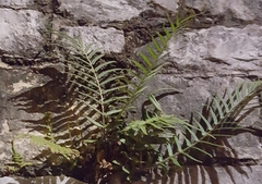 Pteris vittata