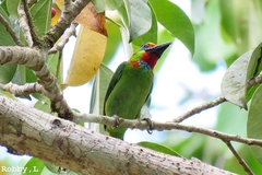 Psilopogon mystacophanos