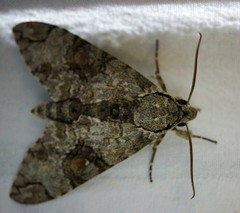 Manduca florestan