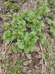 Urtica dioica