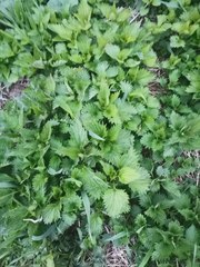 Urtica dioica
