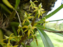 Prosthechea grammatoglossa