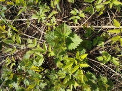 Urtica dioica