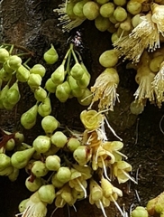 Syzygium cormiflorum