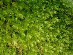 Plagiothecium cavifolium