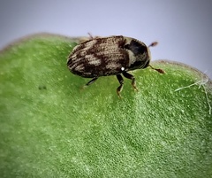 Hylesinus aculeatus