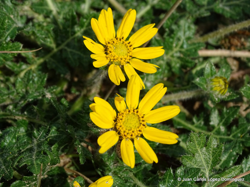 Dugesia mexicana