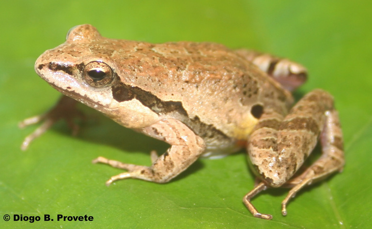 Bocaina Dwarf Frog