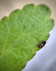 Hylesinus aculeatus