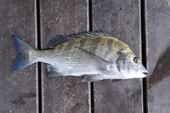 Acanthopagrus schlegelii