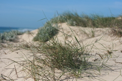 Ehrharta villosa