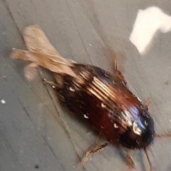 Coleoptera
