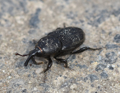 Sphenophorus striatopunctatus