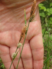 Carex tomentosa