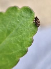Hylesinus aculeatus