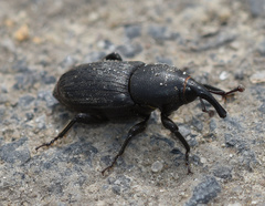 Sphenophorus striatopunctatus