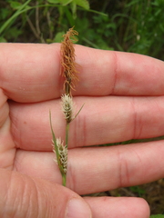Carex tomentosa