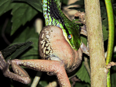 Leptophis diplotropis