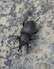 Sphenophorus striatopunctatus