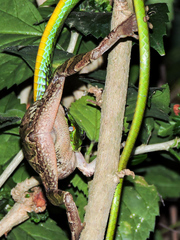 Leptophis diplotropis