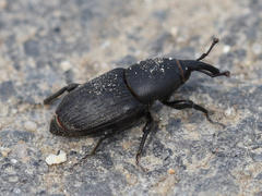 Sphenophorus striatopunctatus