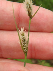 Carex tomentosa